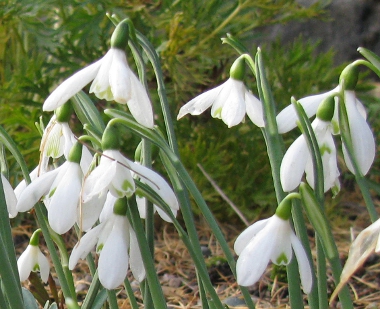 Galanthus reginae-olgae ssp. reginae-olgae 1220/20